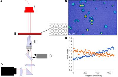 QPI Allows in vitro Drug Screening of Triple Negative Breast Cancer PDX Tumors and Fine Needle Biopsies